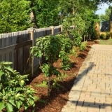 Stubčasta stabla jabuka za moskovsku regiju: sorte, recenzije